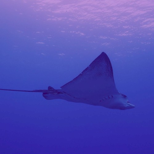 Stingray