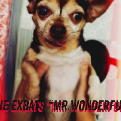 Mr. Wonderful