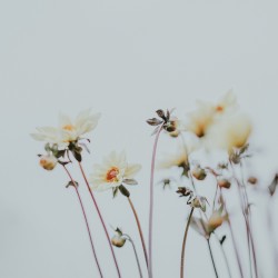 stoneflower