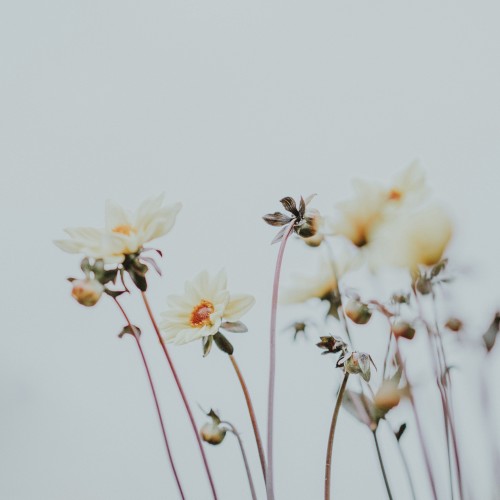 stoneflower