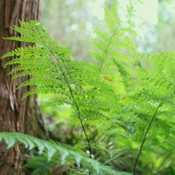 Hayama Ambient 017