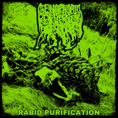Rabid Purification