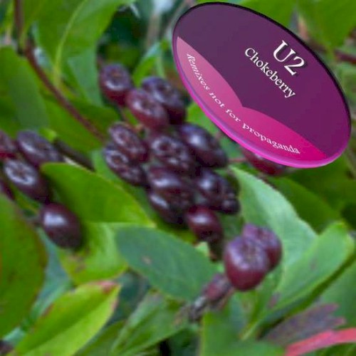 Chokecherry