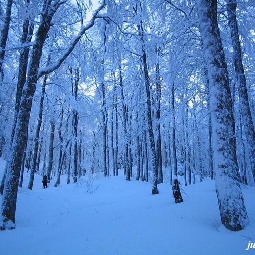 Winterglade