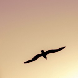 Under Quiet Skies