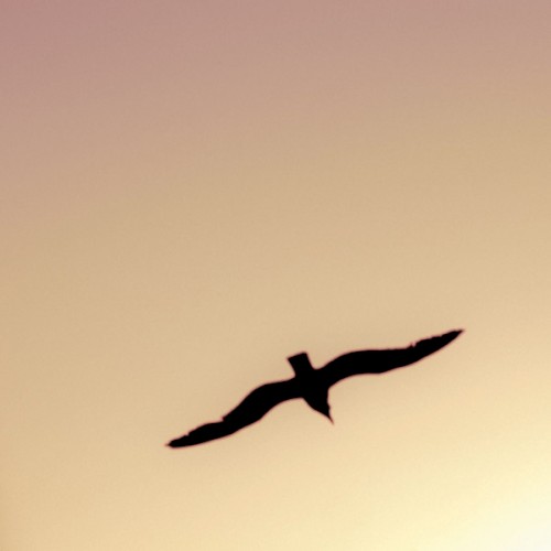 Under Quiet Skies