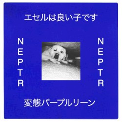 Not Everyone Plays This Record