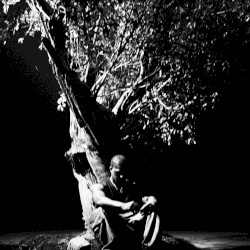 Sycamore Tree