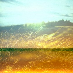 Whispering Winds