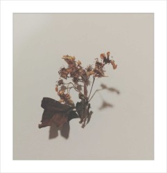 Sepal