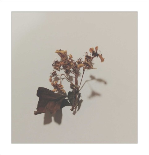 Sepal