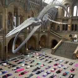Sounding the Whale. Live @ Natural History Museum, London Jan 2020