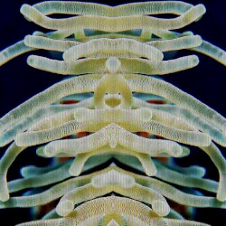 Coral de oro