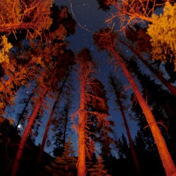 Embers