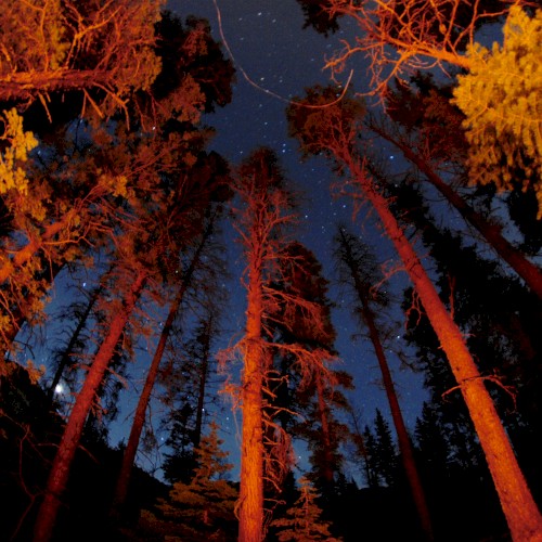 Embers