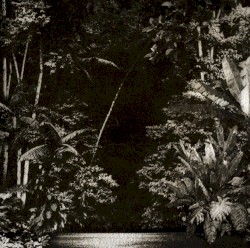 Arpejos da floresta