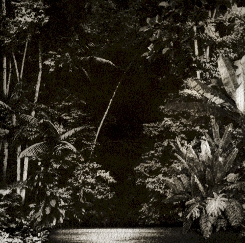 Arpejos da floresta