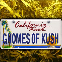 California Kush