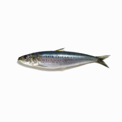 Long Sardine x Mr. Brightside