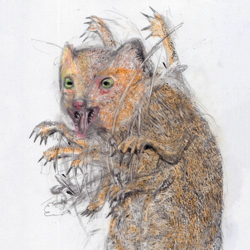 Mongoose
