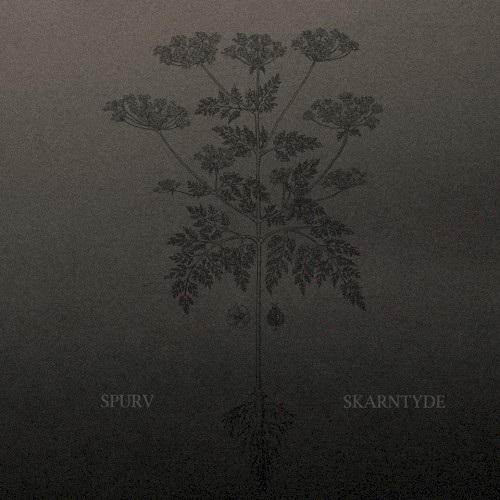 Skarntyde