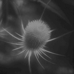 azurescens