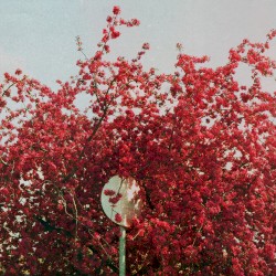 A Late Bloom