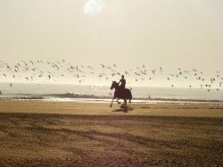 Show Hunter