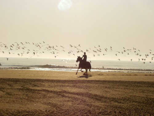 Show Hunter