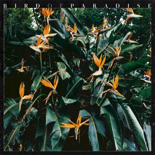 Bird of Paradise