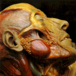 Show-Off Cadavers - The Anatomy of Self Display