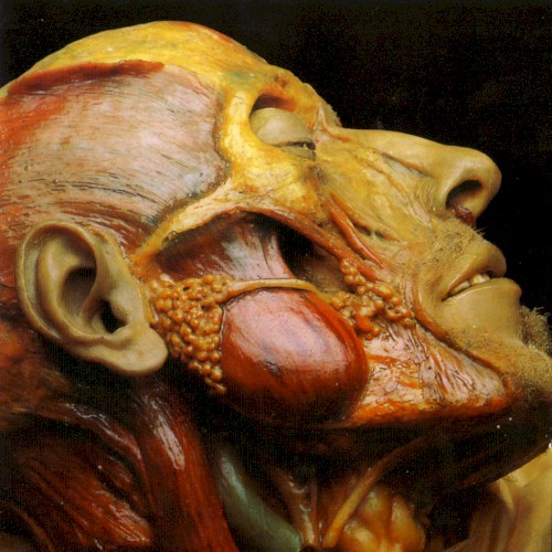 Show-Off Cadavers - The Anatomy of Self Display