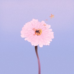 百日草