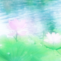 岸辺の花