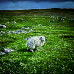 Pastoral
