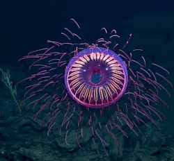 Hiding Beneath the Waves, in Complete Darkness