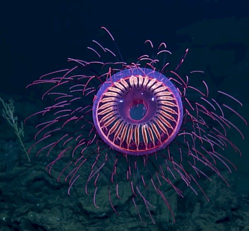 Hiding Beneath the Waves, in Complete Darkness