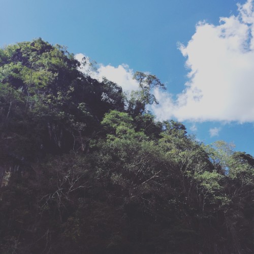 bird sounds in Ohara / rain in a tent