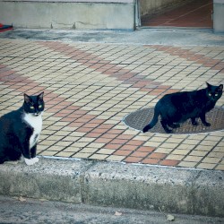 Doubtfulness