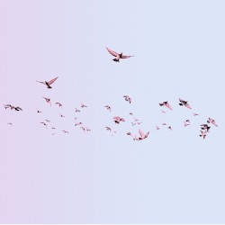 WhiteBird 2