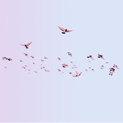 WhiteBird 2