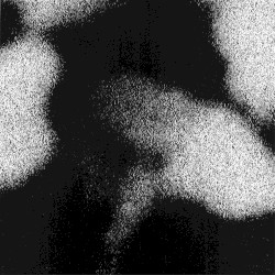 Trace Null