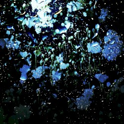(Glass)Hydrangea