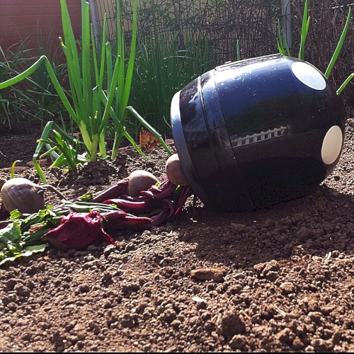 Pickled Beets: Part I