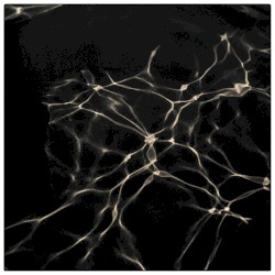 ambient kyoto 0038