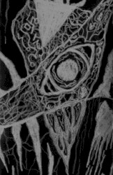 Demo II
