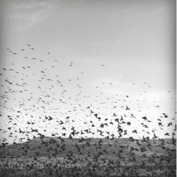 Migration To Nowhere