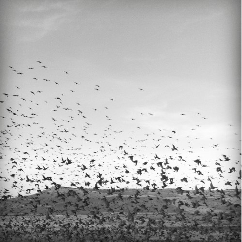 Migration To Nowhere