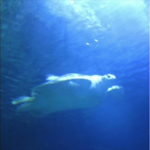 Blue Turtle