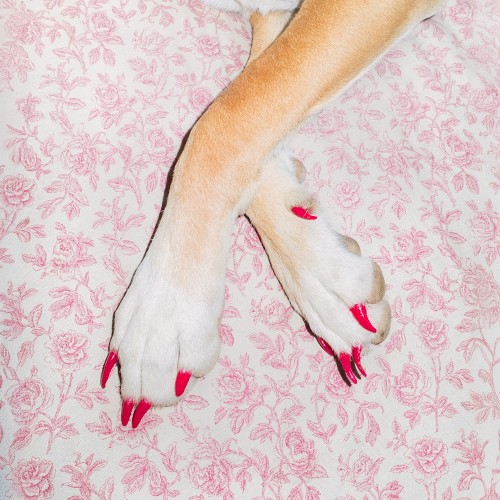 Dogtooth